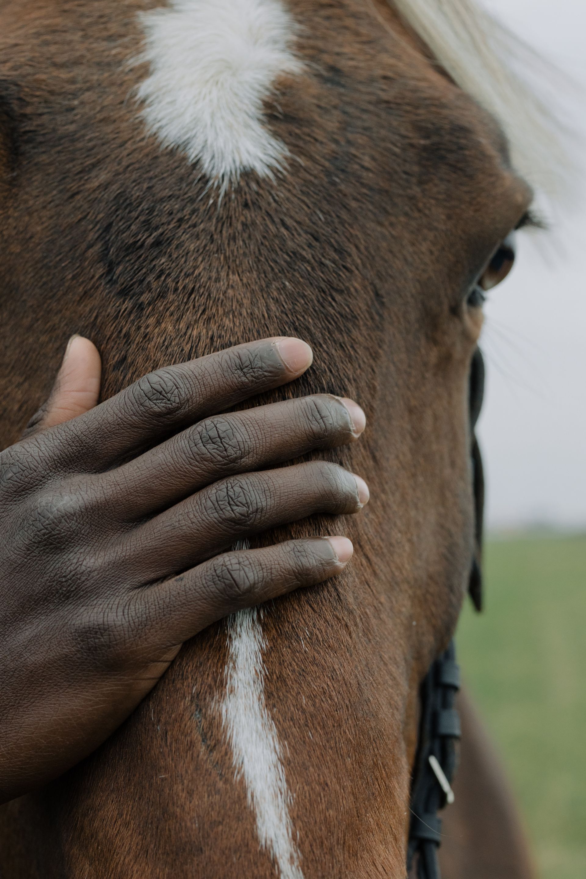 Main posee sur le cheval