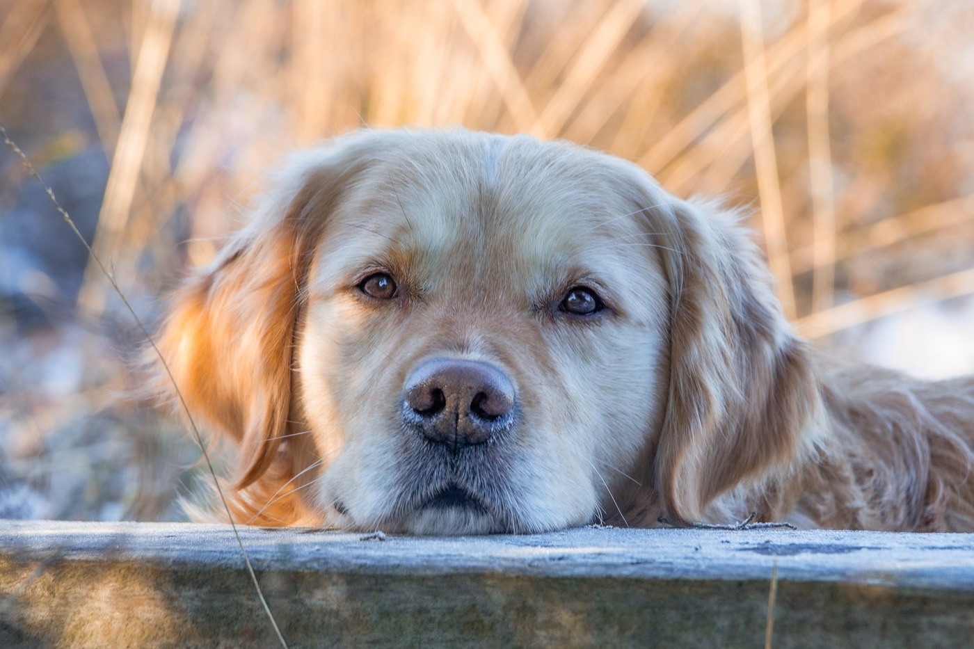 Chien au repos