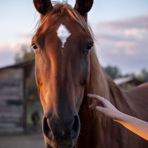 Aline avec un cheval, moment de complicite