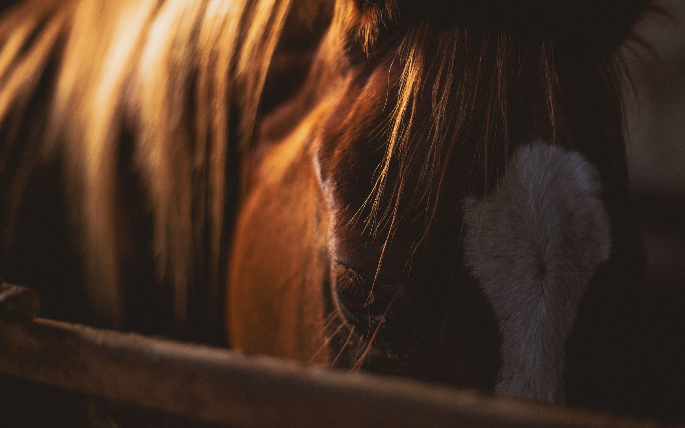 Portrait rapproche d'un cheval au coucher du soleil
