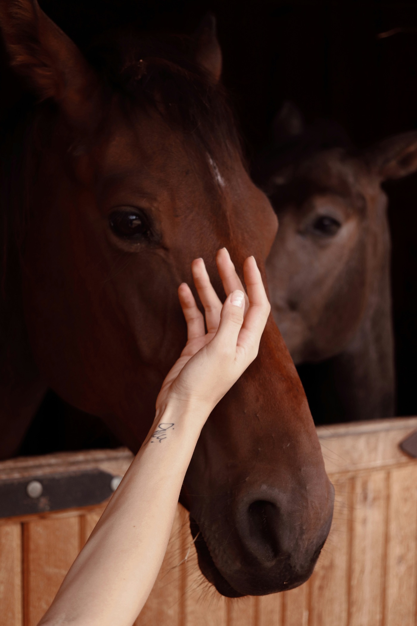 Main caressant un cheval