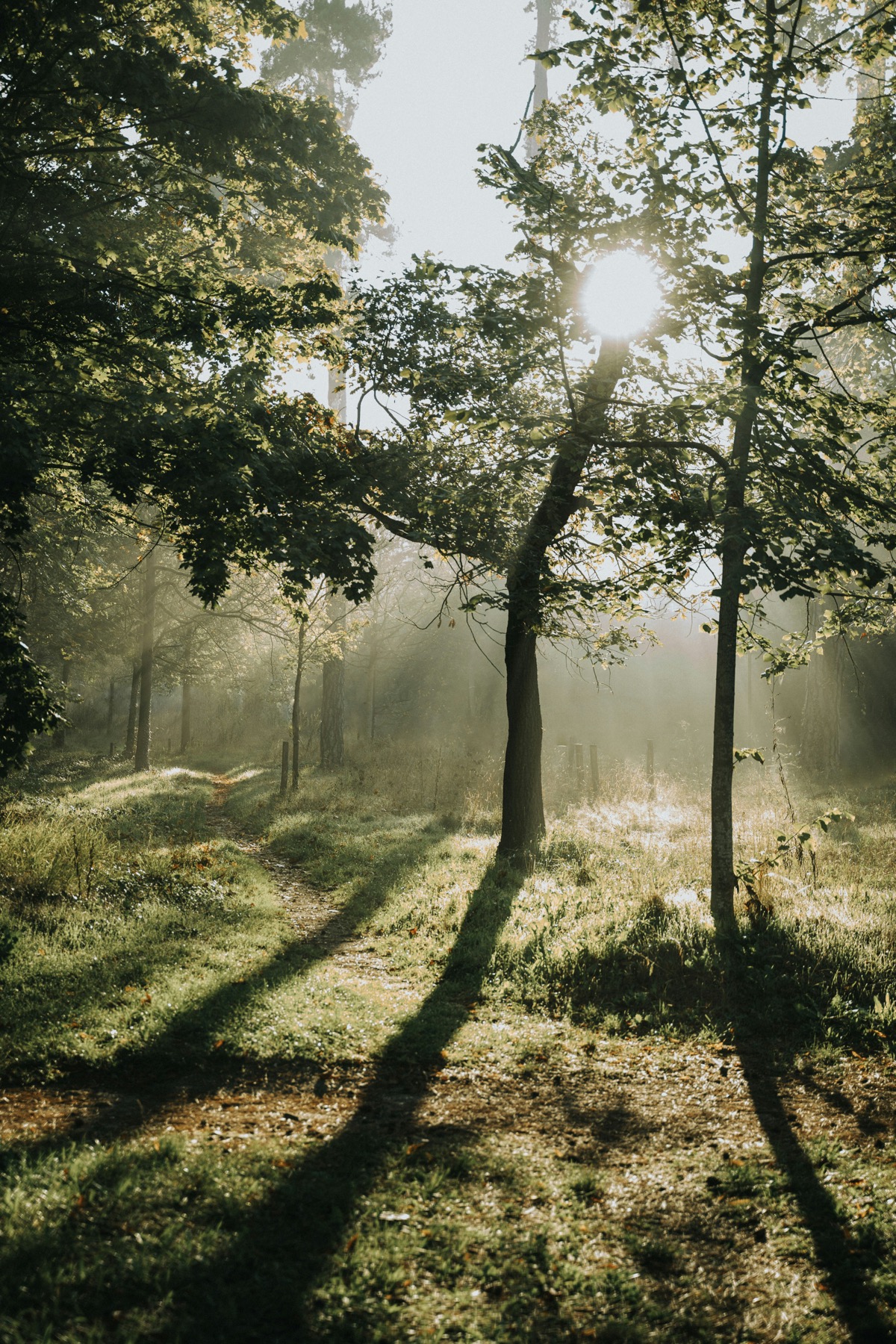 Foret brumeuse traversee par la lumiere du matin