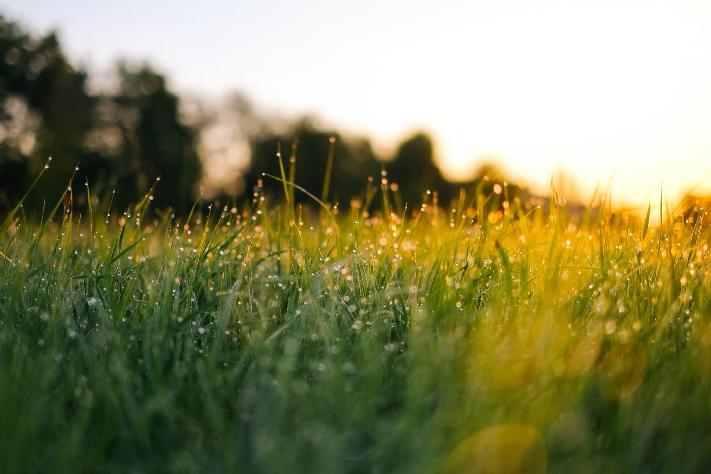 Ros&eacute;e sur l'herbe au lever du soleil